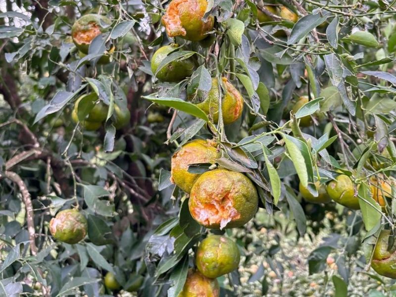 “El daño es total”: el granizo caído en el departamento Federación afectó a la plantación de cítricos