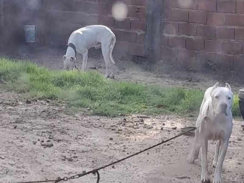 Denunciaron maltrato animal en Chajarí y tuvo que intervenir la policía