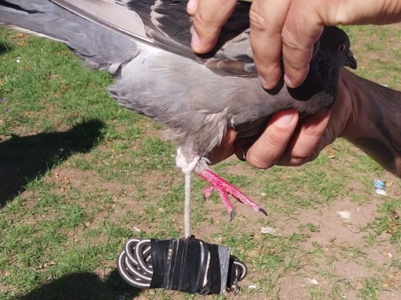 Cárcel de Coronda: encontraron una paloma con un teléfono y un cargador atados a sus patas