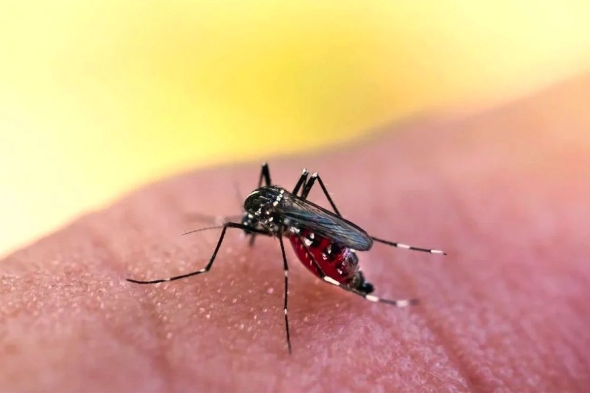 Santa Fe logró reducir en un 99% el dengue en un año