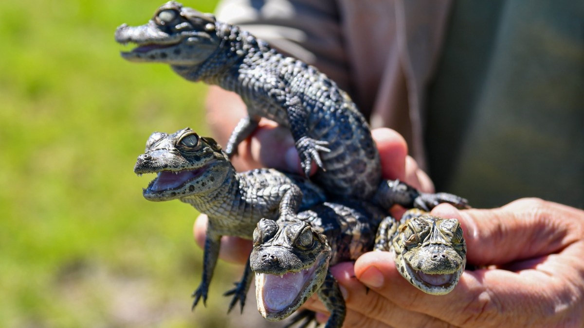Biodiversidad: se liberaron más de 350 animales silvestres en 2025