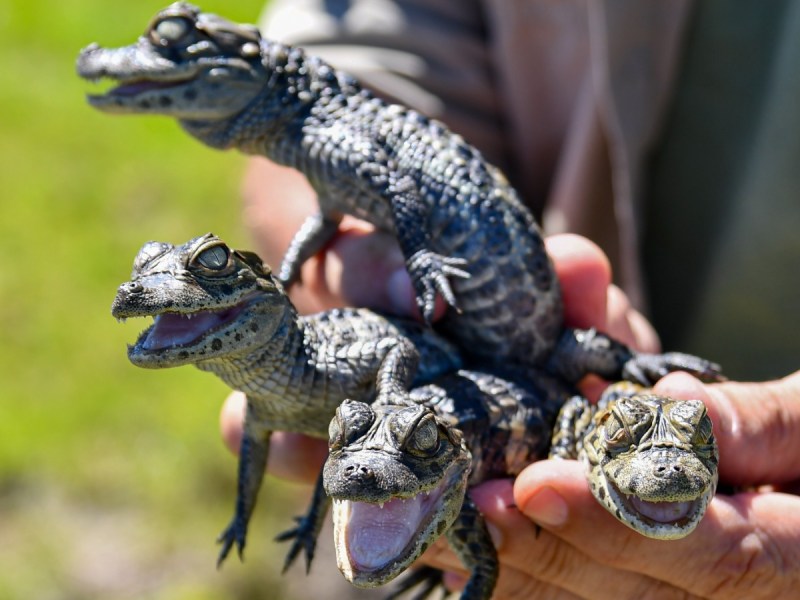 Biodiversidad: se liberaron más de 350 animales silvestres en 2025