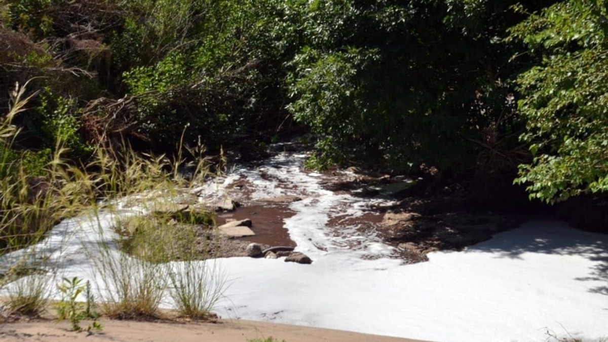 Detectan niveles récord de glifosato y toxicidad letal en arroyos de Santa Fe y Entre Ríos