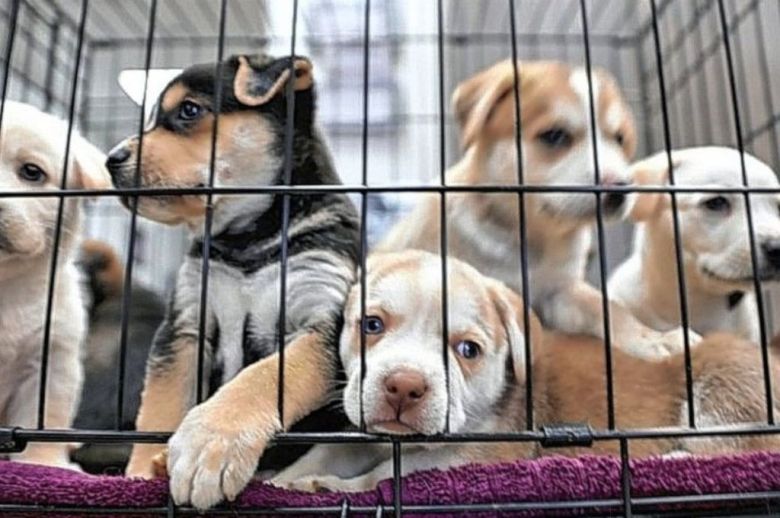 Concordia: prohíben la crianza de animales de compañía con fines de comercialización
