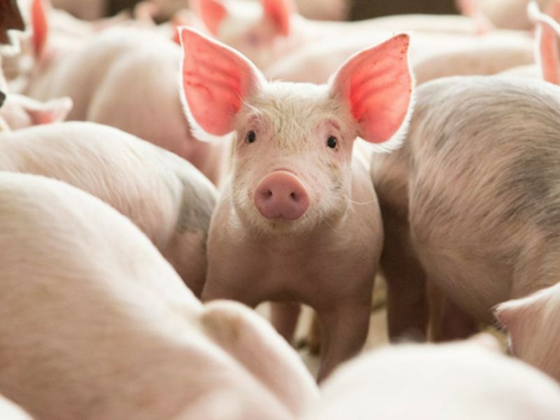 Productores porcinos sostienen que el precio de la carne quedó bajo