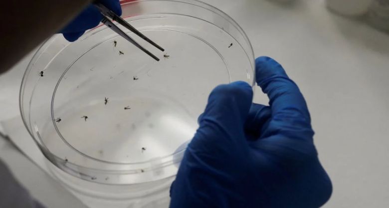 Dengue: recomiendan vacunarse antes del verano para una mejor inmunización
