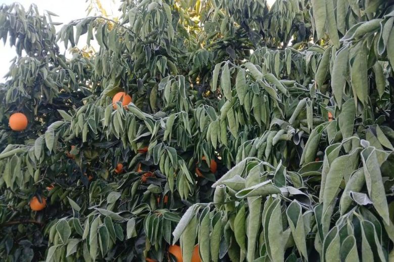 El frío extremo congeló los cítricos y generó pérdidas