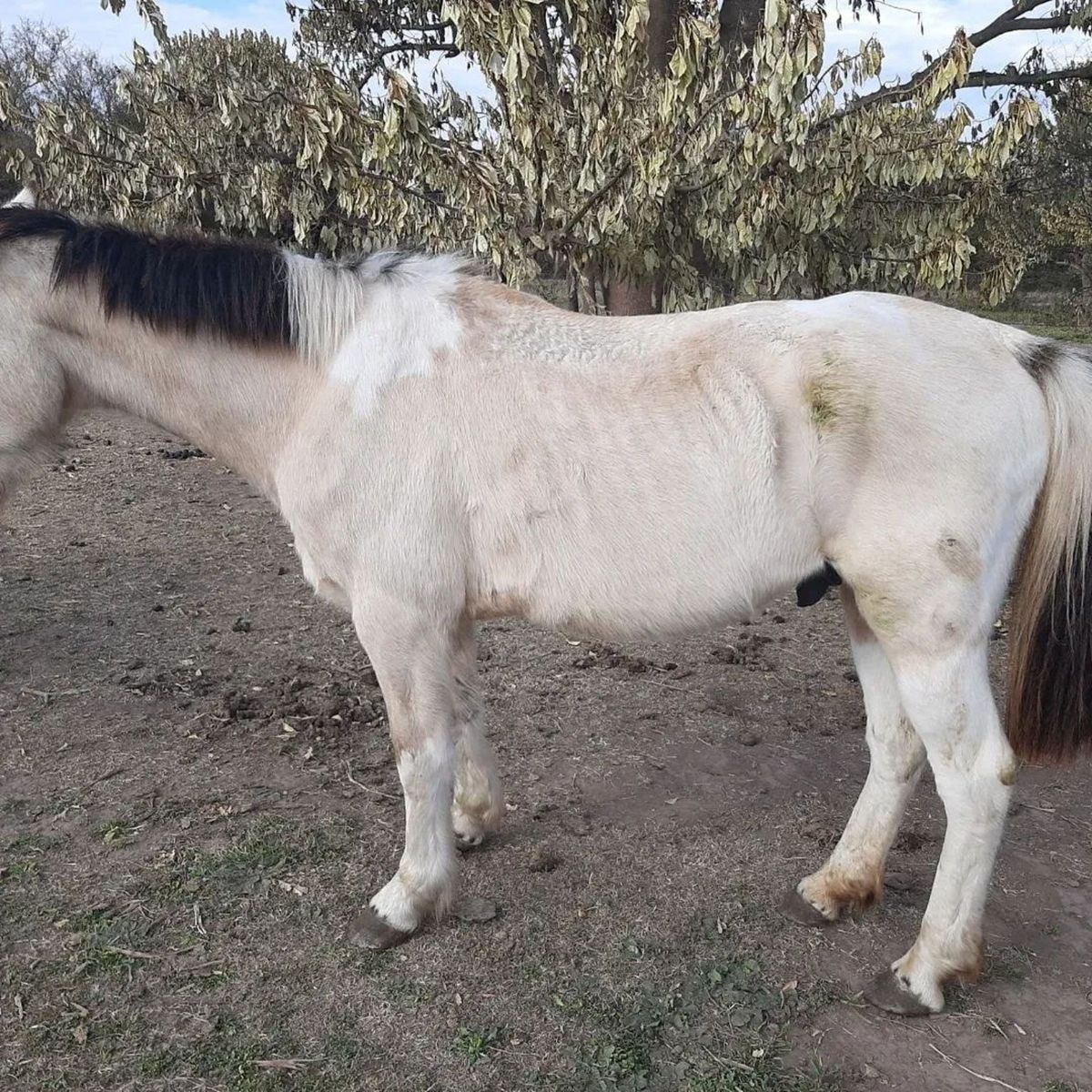 Decisión histórica en Victoria: reconocen a un caballo como sujeto de derecho