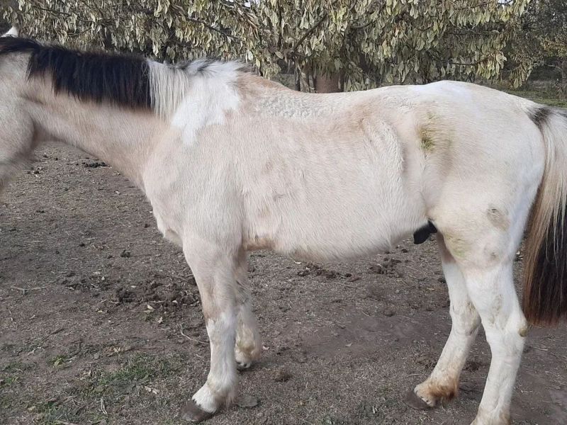 Decisión histórica en Victoria: reconocen a un caballo como sujeto de derecho