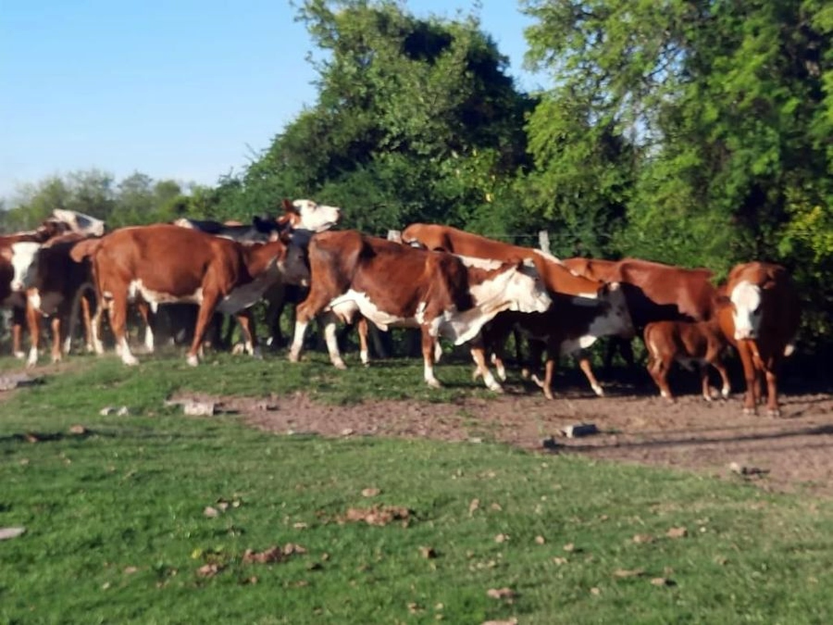 Abigeato en la costa santafesina: productores ganaderos piden mayores medidas para frenar el delito rural