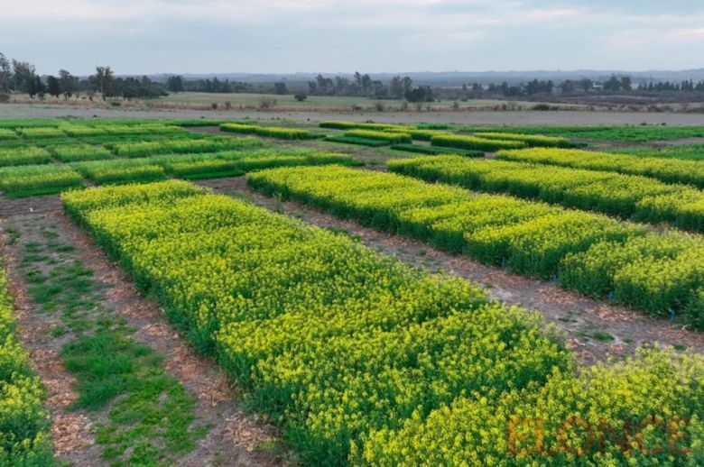 INTA Paraná: especialistas impulsan el mejoramiento genético de cultivos de invierno