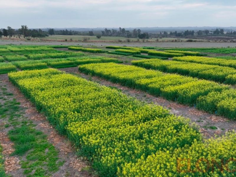 INTA Paraná: especialistas impulsan el mejoramiento genético de cultivos de invierno