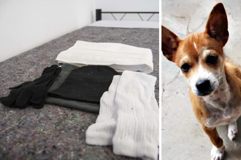 En Rosario buscan permitir animales de compañía en los refugios para personas en situación de calle