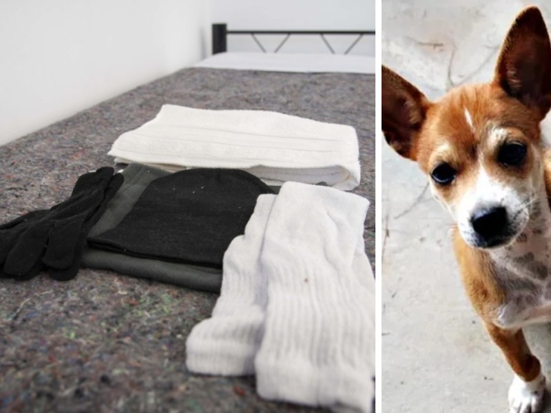 En Rosario buscan permitir animales de compañía en los refugios para personas en situación de calle