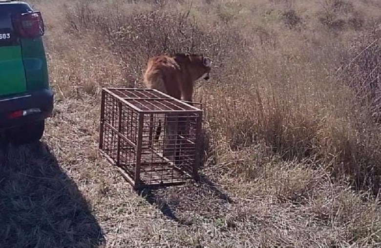 Un aguará guazú fue rescatado y devuelto a su hábitat natural en Sunchales