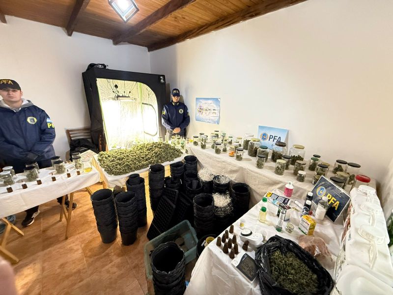 Allanamientos en Rosario: desmantelan viveros indoor de marihuana de alta calidad