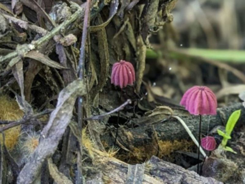 Inédita investigación: encuentran una rica diversidad de hongos en el Islote Curupí