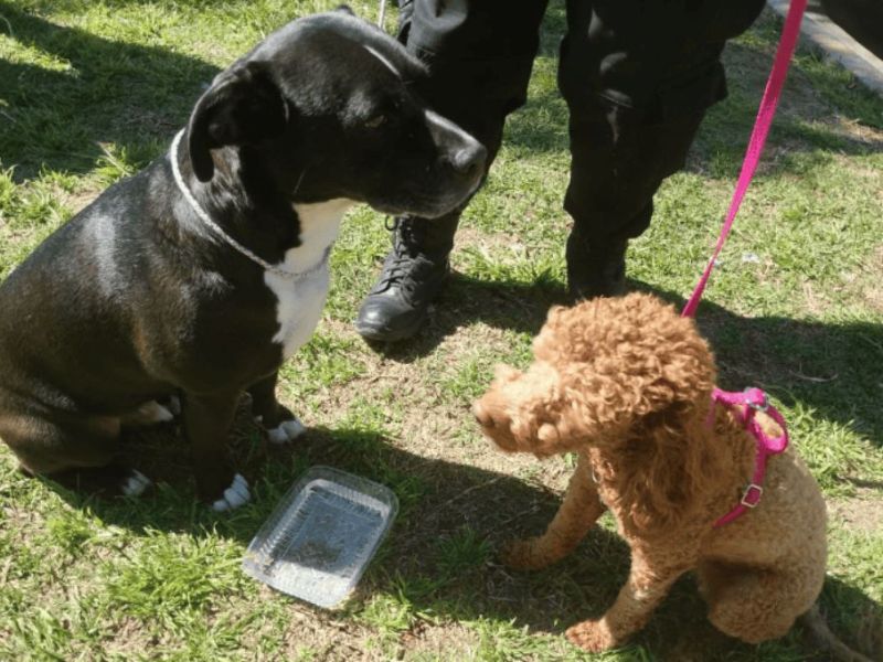 Rosario: rescataron a dos perros encerrados en un auto y detuvieron a sus dueños