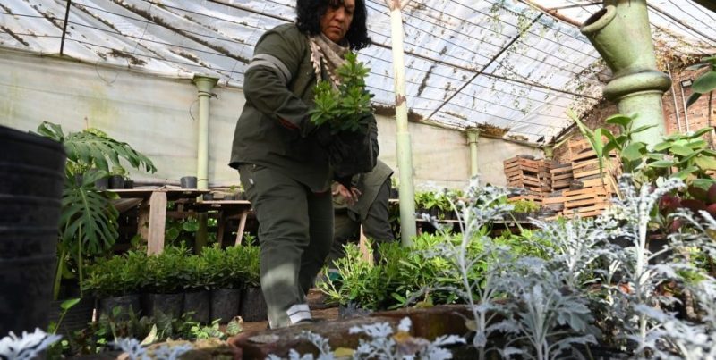 Vecinos logran plantar un árbol en Santa Fe tras cuatro años de gestiones