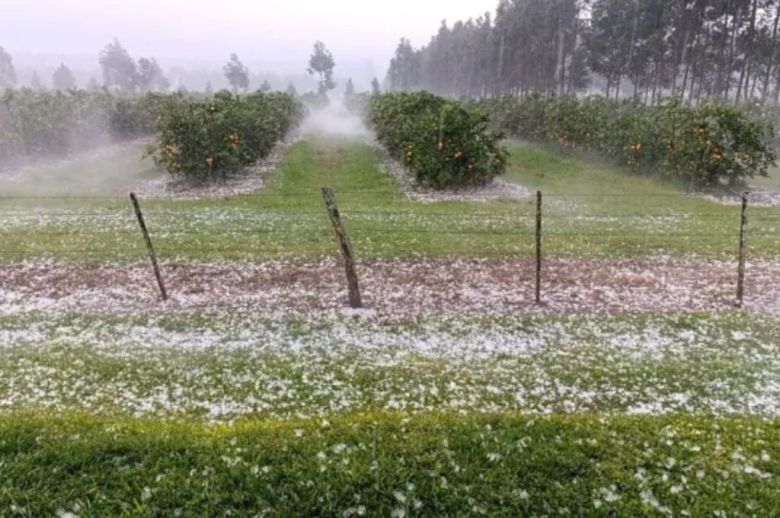 Productores citrícolas del norte de Entre Ríos se vieron afectados por la intensa granizada