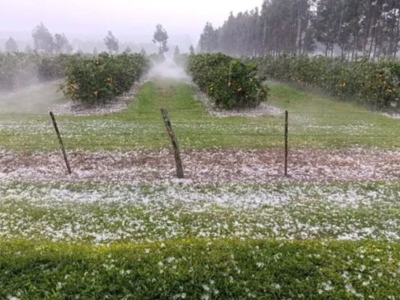 Productores citrícolas del norte de Entre Ríos se vieron afectados por la intensa granizada