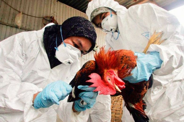 Senasa confirmó un caso de gripe aviar en Entre Ríos