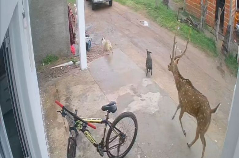 Vecinos lograron atrapar a un ciervo que andaba suelto en las calles de Chajarí