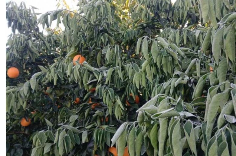 Emergencia agropecuaria para citricultores en los departamentos Federación y Concordia