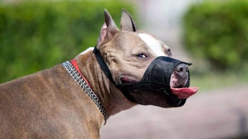 Toma fuerza el proyecto para que sea obligatorio un bozal legal para perros potencialmente peligrosos