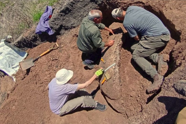 Extrajeron restos fósiles de un gliptodonte en el departamento Uruguay