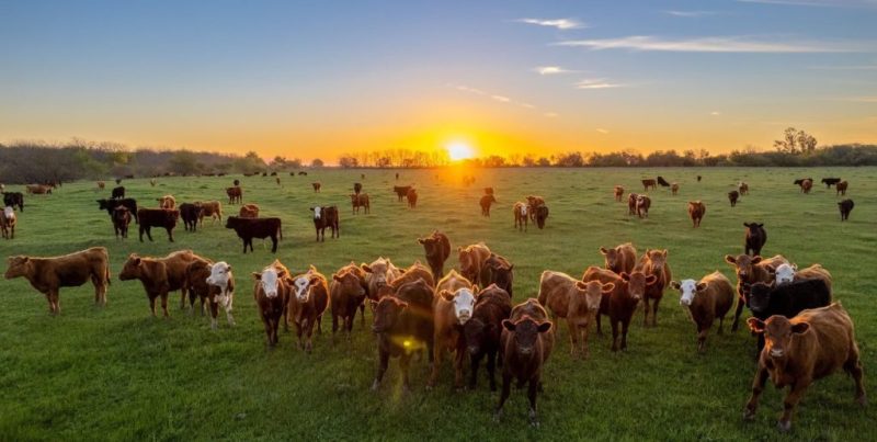 Precios de invernada firmes en Santa Fe, pero la sequía complica la producción ganadera