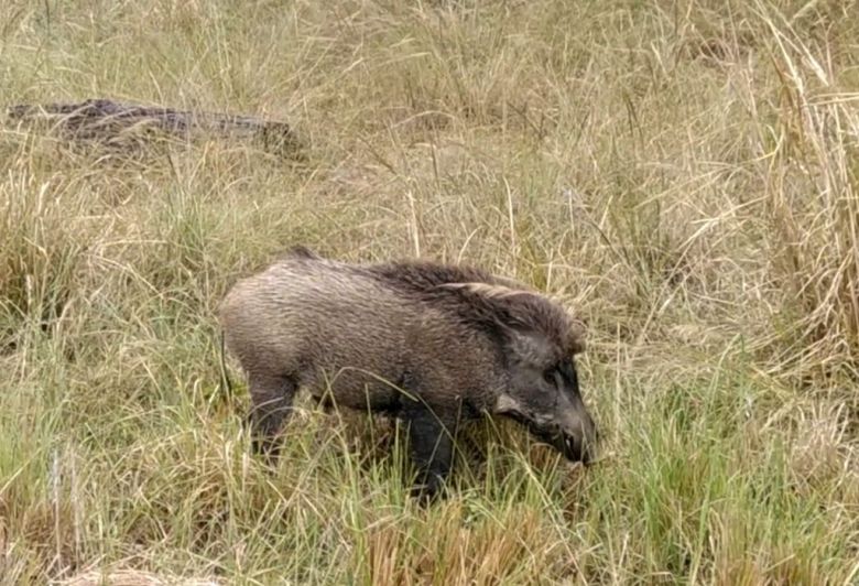 Senasa realizó acciones de vigilancia epidemiológica en jabalíes de Villaguay