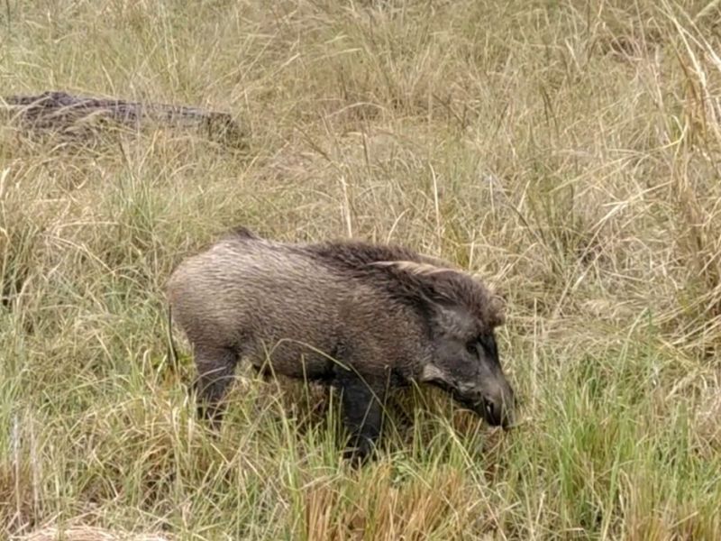 Senasa realizó acciones de vigilancia epidemiológica en jabalíes de Villaguay