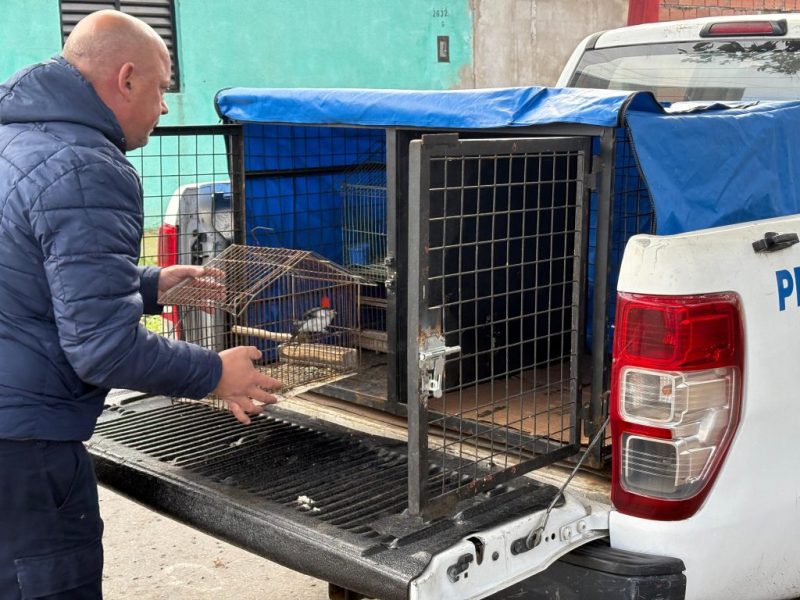 Rosario: rescataron 19 aves silvestres, algunas en peligro de extinción