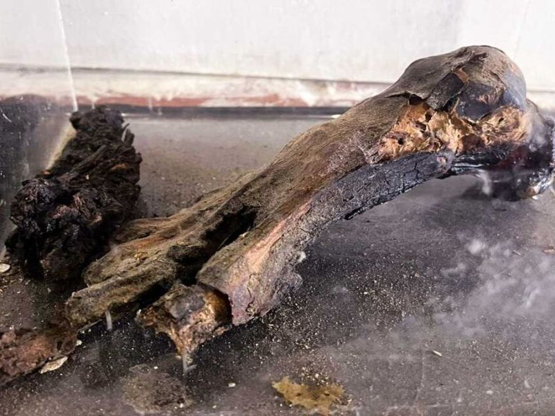 Falta de mérito para acusada de ocultar el contrabando de un pie de momia peruana