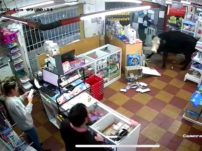 Librería de Concordia recibió la inesperada visita de una vaca