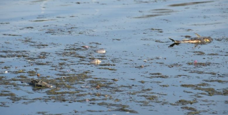 Mortandad de peces en el Parque del Sur de Santa Fe: investigan el origen y aplican medidas