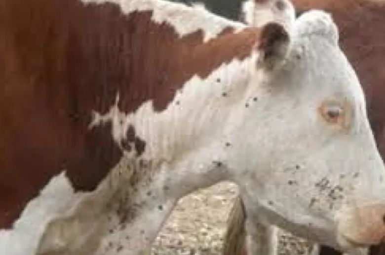 Ganaderos entrerrianos en alerta: por la presencia de garrapatas, perderían casi 100 millones de dólares por año