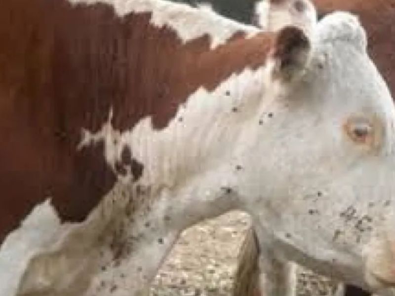 Ganaderos entrerrianos en alerta: por la presencia de garrapatas, perderían casi 100 millones de dólares por año