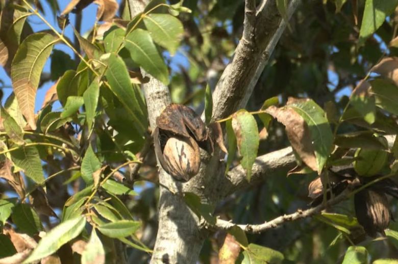 Emergencia agropecuaria para distintas zonas afectadas por eventos climáticos de Entre Ríos