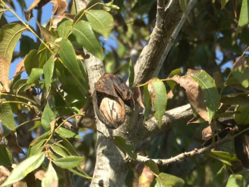 Emergencia agropecuaria para distintas zonas afectadas por eventos climáticos de Entre Ríos