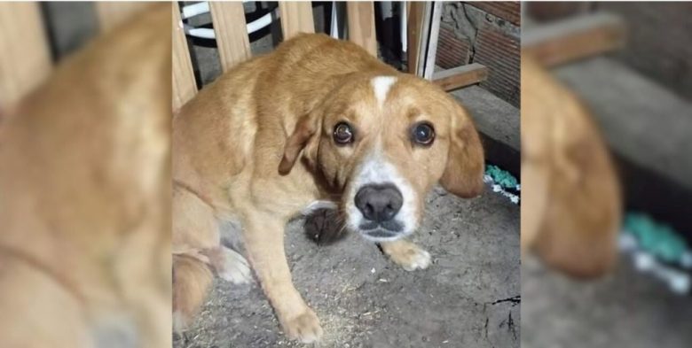La Asociación Protectora de Animales de Santa Fe se presentó como querellante por ataque a Chimuelo