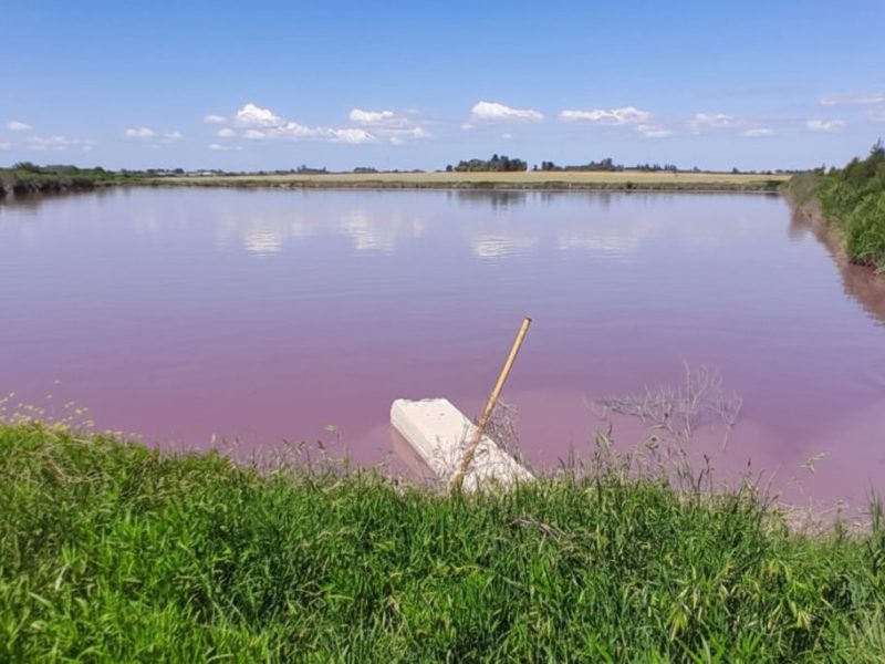 Intensifican el monitoreo ante coloración inusual en el arroyo El Espinillo