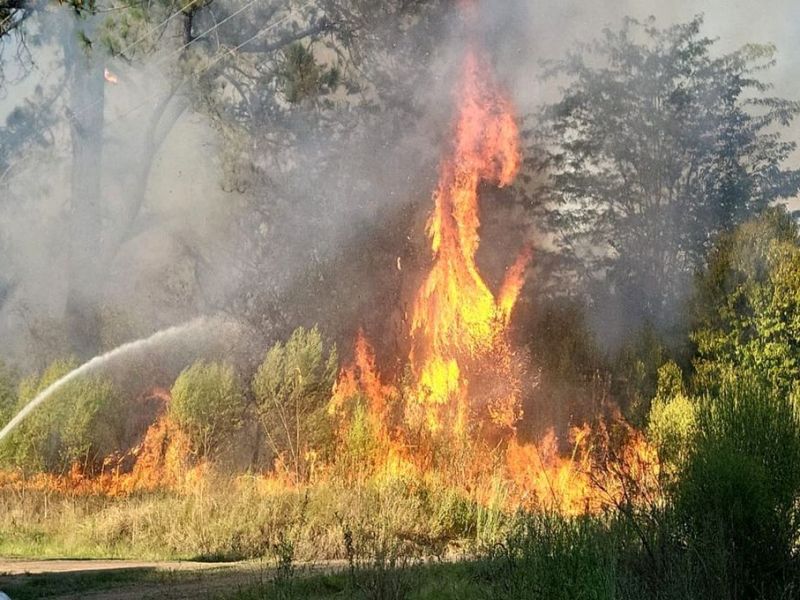 Incendios forestales: acciones para evitar las pérdidas y daño al ambiente