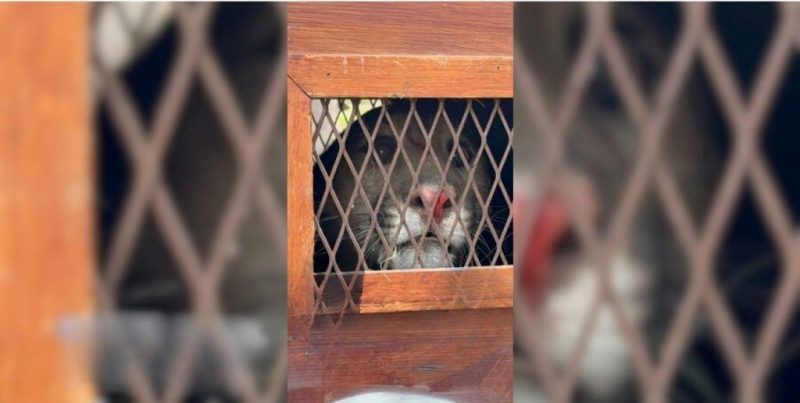 La Guardia Rural Los Pumas rescató un puma de una vivienda en Cabaña Leiva