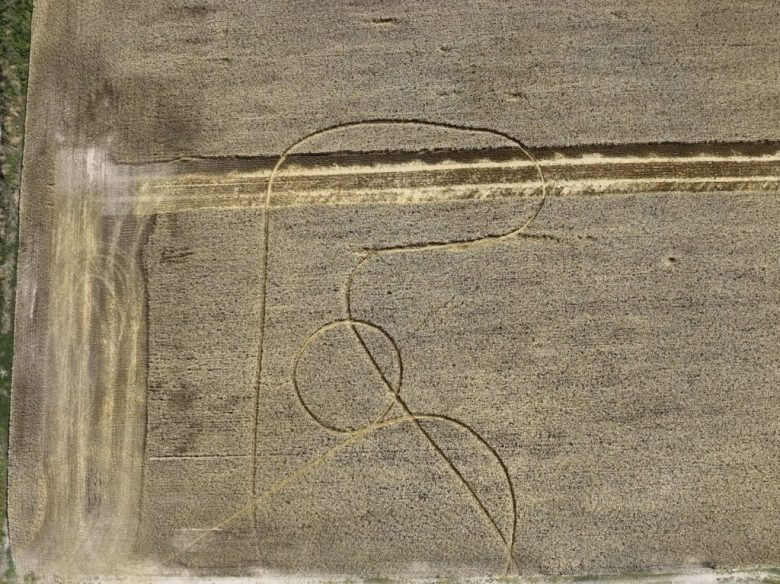 Misterio por la aparición de extrañas figuras en campos sembrados con trigo de Avellaneda