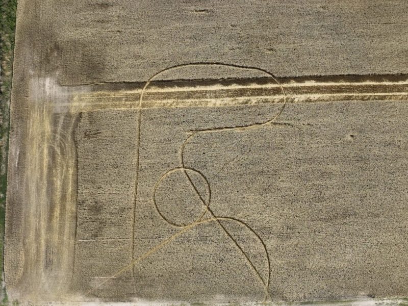 Misterio por la aparición de extrañas figuras en campos sembrados con trigo de Avellaneda