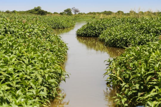 Rosario: la Justicia falló a favor del Municipio para recuperar 800 hectáreas de humedales en el Delta del Paraná