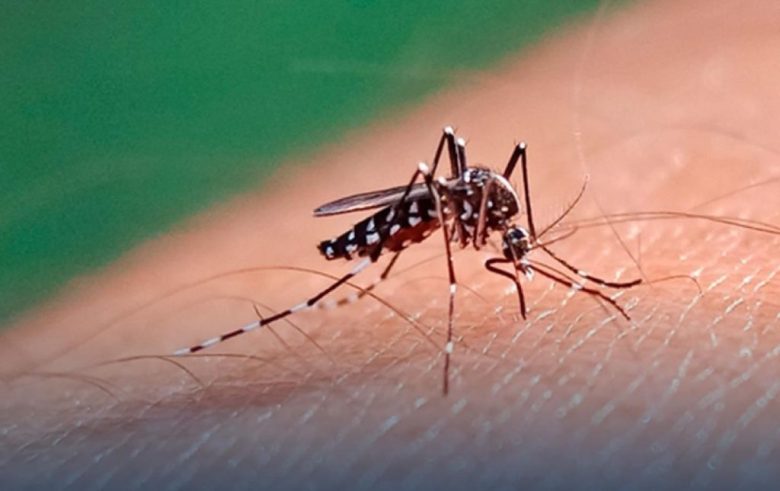 Dengue: confirman la presencia del mosquito transmisor y refuerzan medidas de prevención en Rosario