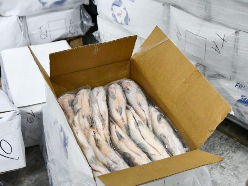Para evitar el colapso ecológico, suspenderán por un año el acopio de pescado para exportación